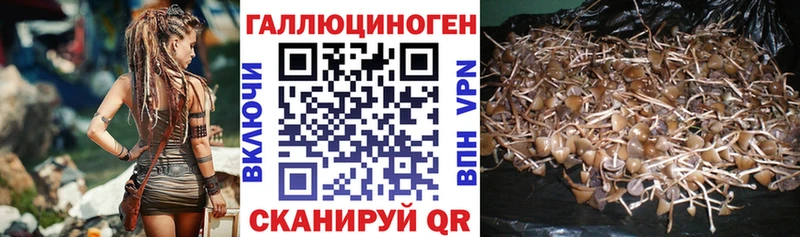 Купить  Кочубеевское  Галлюциногенные грибы GOLDEN TEACHER 